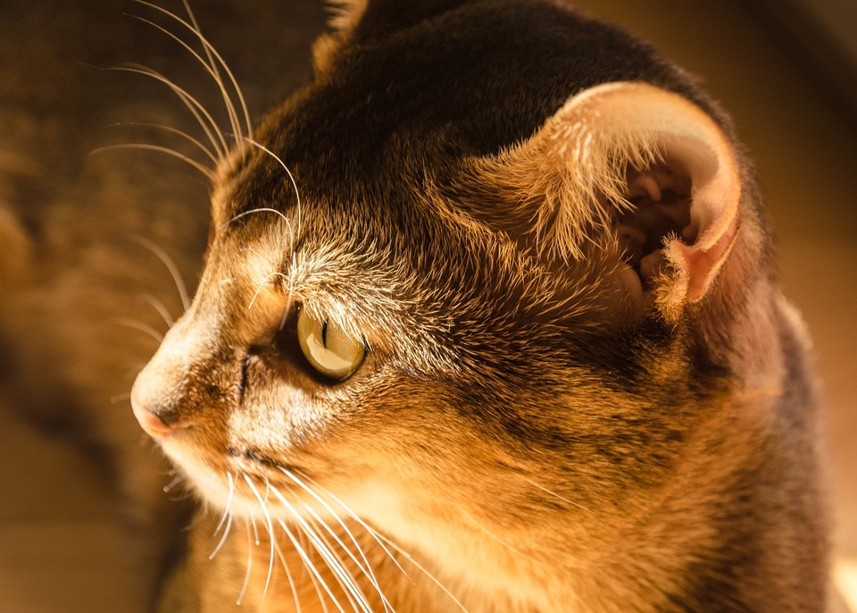 Somalio katė turi raudoną nosį ir gintaro arba geltonos spalvos akis su stipriu tamsiu kraštu.